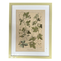 Green with Ivy