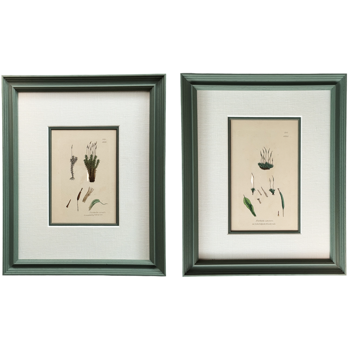 Itsy Bitsy Botanicals - Set of 2
